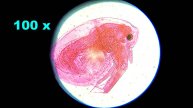 Дафния (водяная блоха) под микроскопом 🔬 4К Daphnia