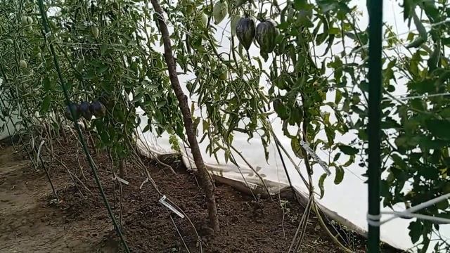 Обход нашего огорода вместе с Вами....Томаты,перец, ежевика и другое...Июль месяц 2024 год...