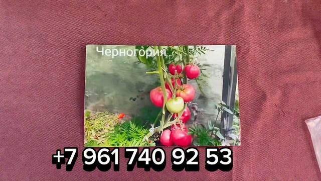Для тех, у кого нет теплицы!!!Лучшие крупноплодные и сл?