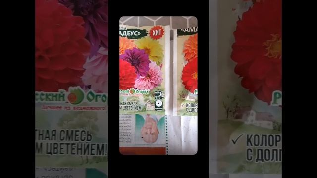 #Сажаем георгины на рассаду