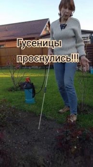 07.04.2024. #розы #краснодар #обработка #гусеницы #дача #shorts #