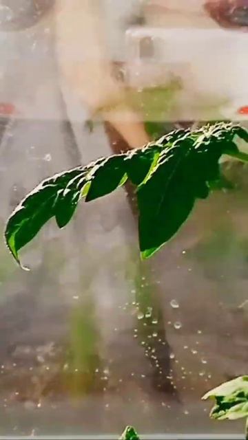 🍅 ВОПРОС #рассада #юмор #томаты #shortvideo