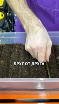 Сеем лук порей правильно! А вы так делаете? #огород #рас