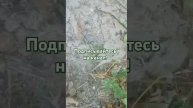 Чем подкормить клубнику весной? Мои книги в шапке кана