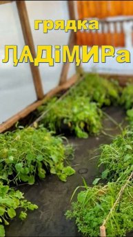 ГРЯДКА ЛАДИМИРА ЗИМОЙ