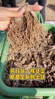 GROWING FAMILY CROPS 家族の作物を育てる Выращивание семейных кул