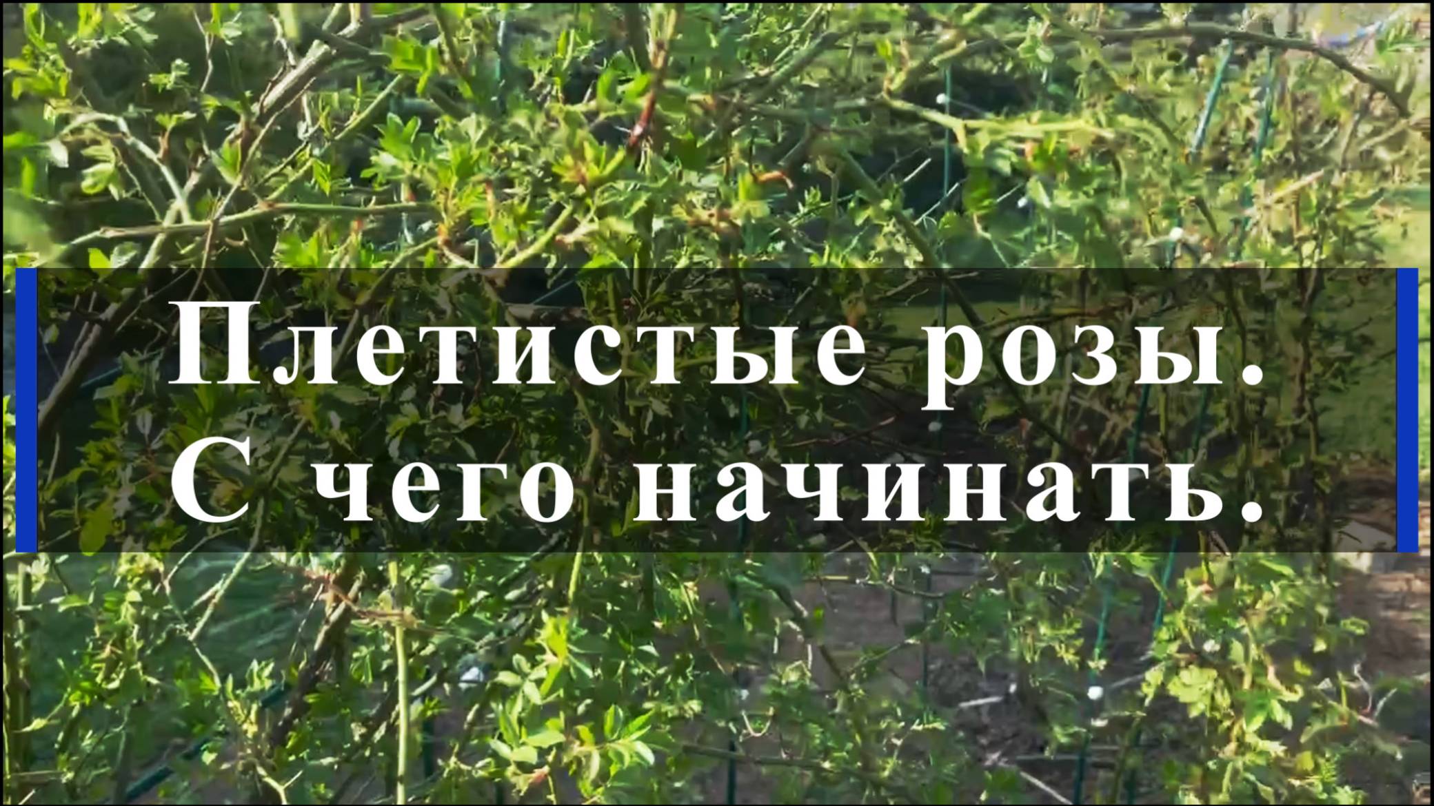 Плетистые розы. С чего начинать.