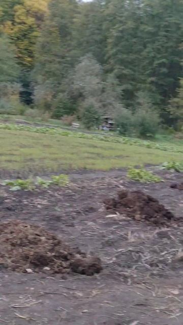 Осень надо успеть подготовить почву к зимовке, чтобы в