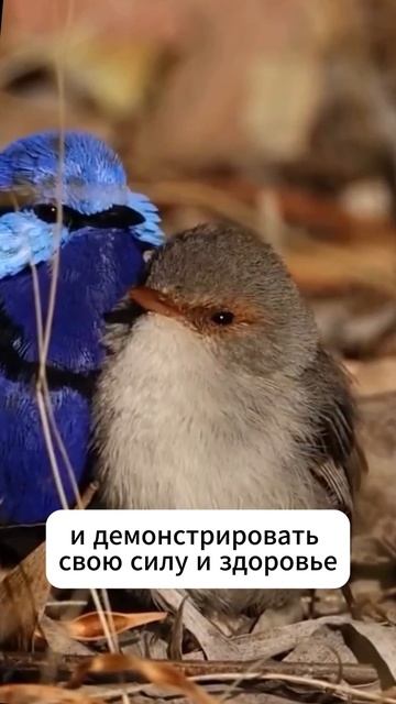 Почему у птиц самцы красивее самок? #shorts
