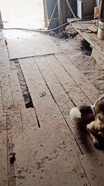 Радость 😄