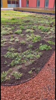 Вот как влияет тень на рост растений 🌳 #ландшафтныйди