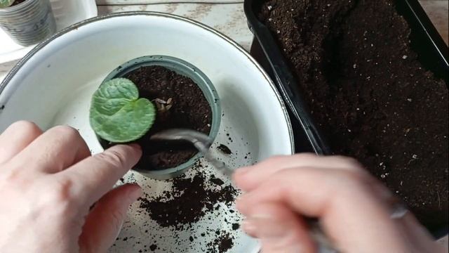 🌸 СЕКРЕТЫ успешной пересадки деток цикламенов 🌸 Час