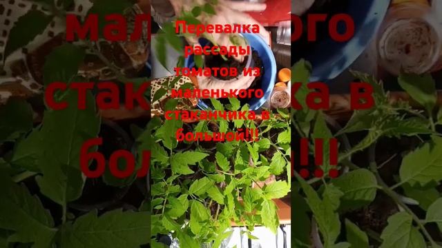 Перевалка рассады томатов из маленького стаканчика в