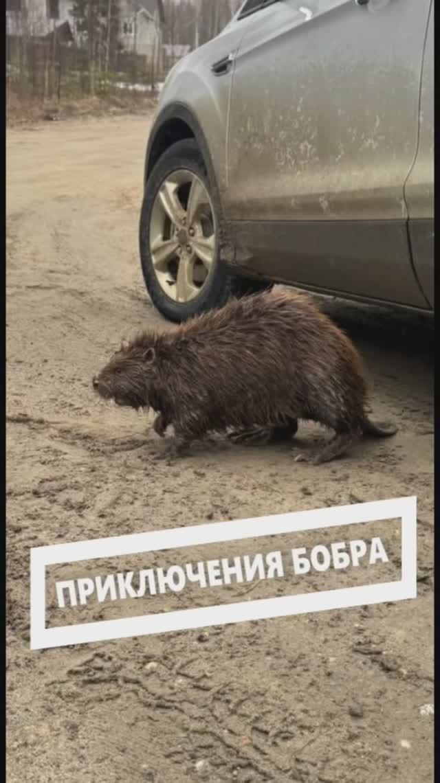 Разгуливавшего в Югорске бобра вернули в естественную среду. ГТРК «Югория», 2025.
