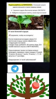 От всех болезней огурцов! #дача #огород #подкормка