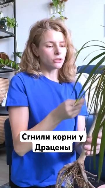 Сгнили корни у Драцены. Мой опыт лечения. #цветы #перес?