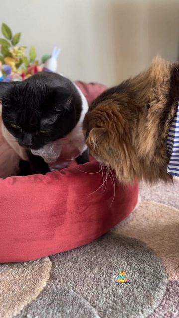 Моя эмоция😼 #котики #юмор #кошки