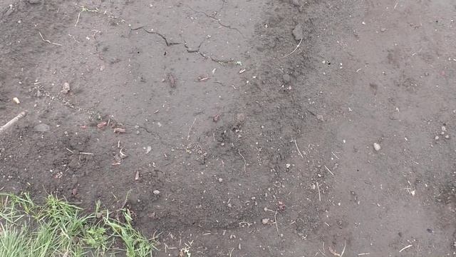 Всходы зеленных культур