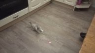 Кошка Соня)) играется)) прикол