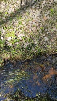 Весенний лес