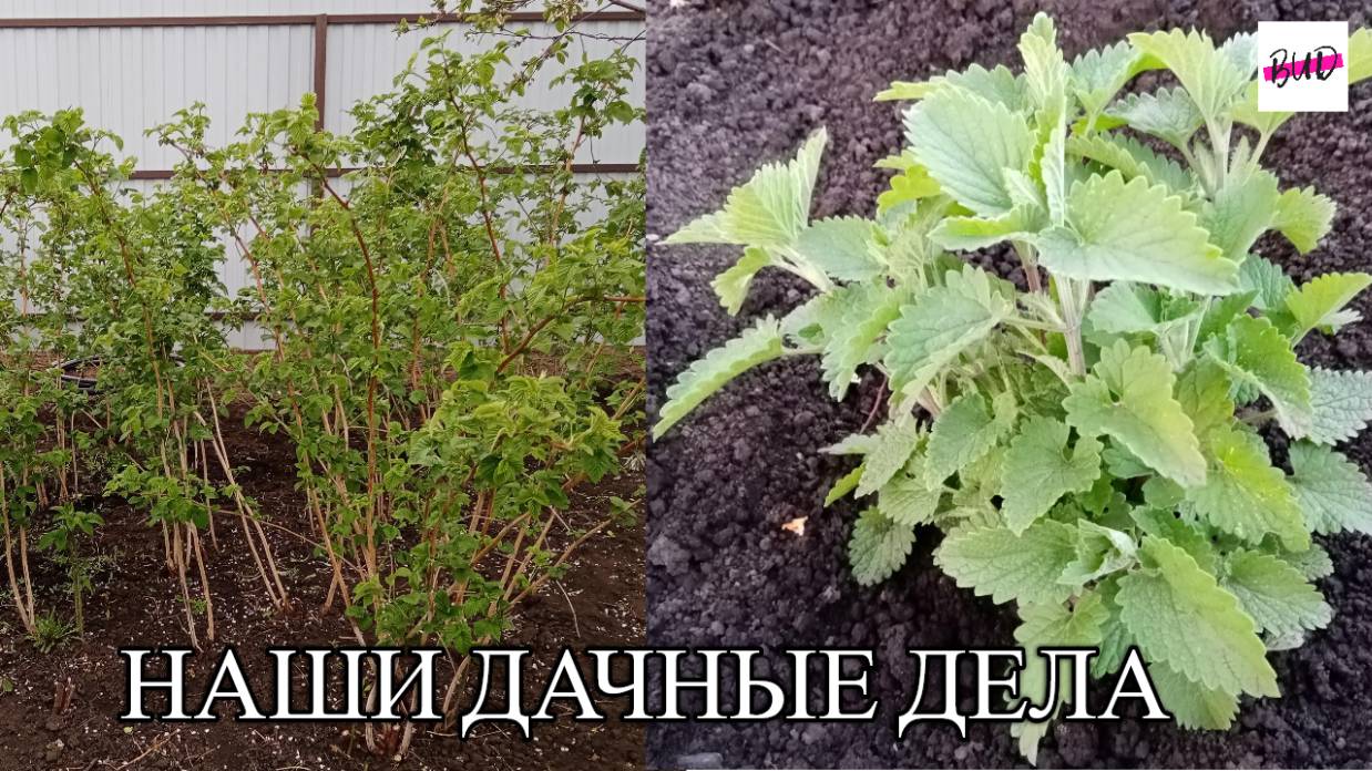 НАШИ ДАЧНЫЕ ДЕЛА ПРОДОЛЖАЮТСЯ.