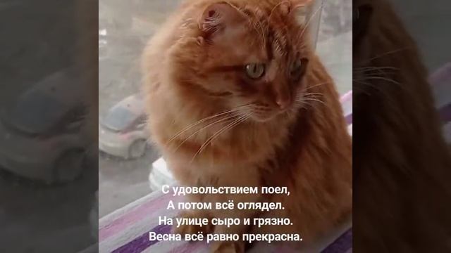 ОБЕД НА БАЛКОНЕ. ПРИКОЛЬНЫЕ КОТЫ. ПРИКОЛЫ С КОТАМИ.