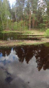 Весенний лес