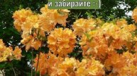 Рододендрон