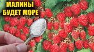 СЕКРЕТ МАЛИНОВОГО УРОЖАЯ: 1 ЛОЖКА ЭТОГО СРЕДСТВА – И КУСТ ЛОМИТСЯ ОТ КРУПНОЙ ЯГОДЫ!