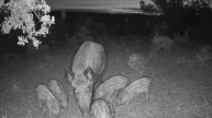 Кабанчики видео фотоловушки