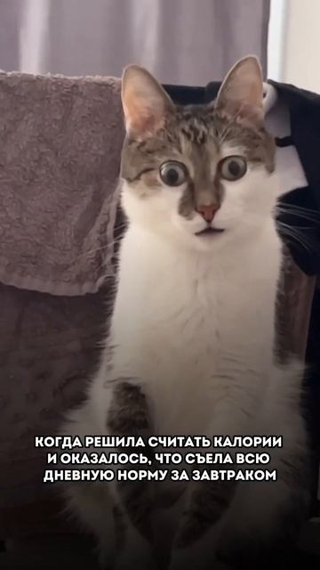 Дарю 2 бесплатных рецепта пп-десертов⤵️ Читай комментарии
