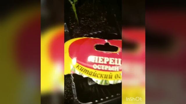 лучшие сорта , всходы перца