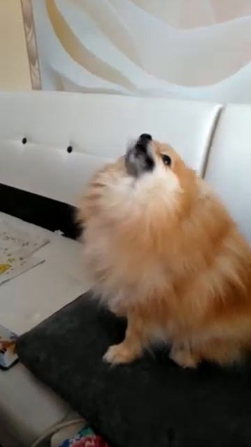 Собака шпиц, поёт под звук петуха🐕😹🎶