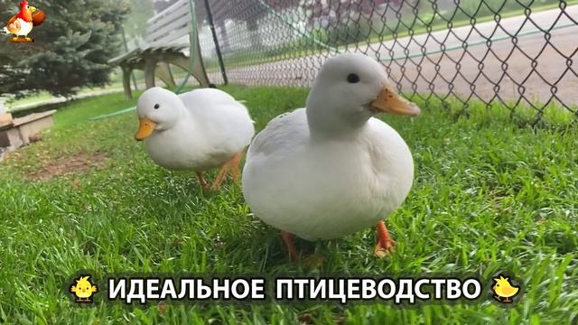 Идеальное птицеводство достойно восхищения 🐓🦆🦢🦚🦃🐔 эпизод (173)