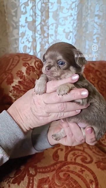 Мальчик д. ш. лилово-подпалый предлагается.