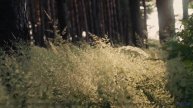 Ваш плейлист для путешествий, где каждая песня - признание в любви - Blind -- Red Crickets -- Red Cr
