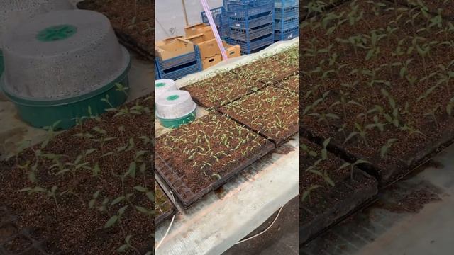 Всходы томатов Рассада на теплицу 8 соток  #теплица #па?