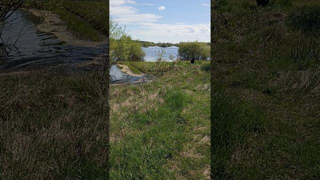Лайка и вода
