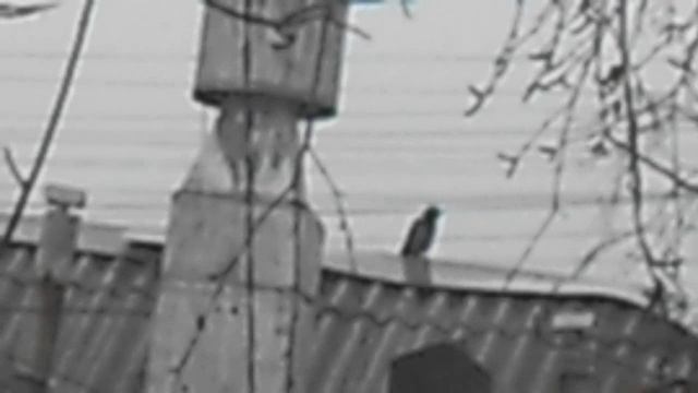 С 50 секунды. 27 марта 2025. Трель - воронье воркование в брачный период. DSCN6160
