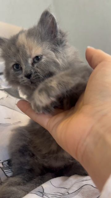 Кошечка