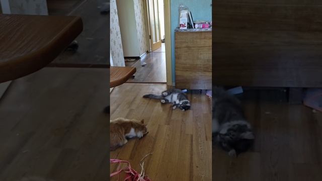 Кошачья мята