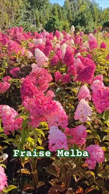 #hydrangea#hortensia#гортензия#garden#гортензія#flowers#jardin#shorts#アジサ?