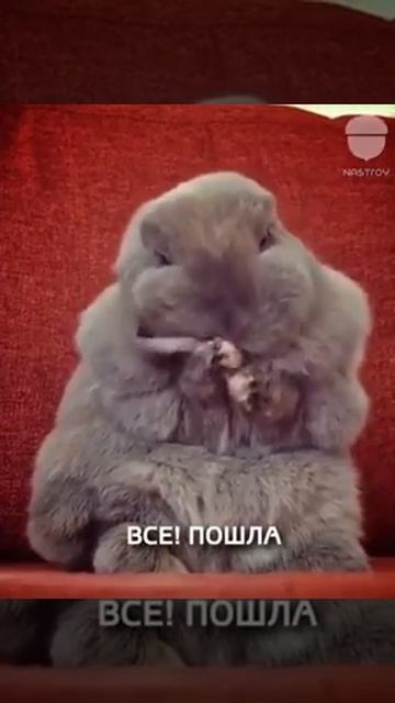 Милый кролик