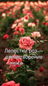 Цветочное оформление приусадебного участка