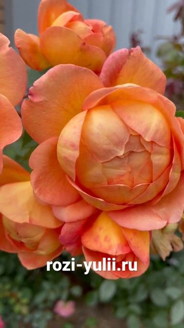 «Леди оф Шалот» осеннее цветение🥀Каталог rozi-yulii.ru🥀 #?
