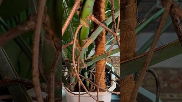 Монстера буде рости як на дріжджах. Пересадка МОНСТЕР?