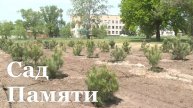 Высадка сосен в Станице Луганской