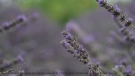 Саунд создаёт ощущение полёта без границ - Corridors -- Red Crickets -- Red Crickets