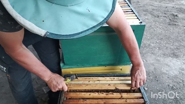 Изолирую маток на акацию.