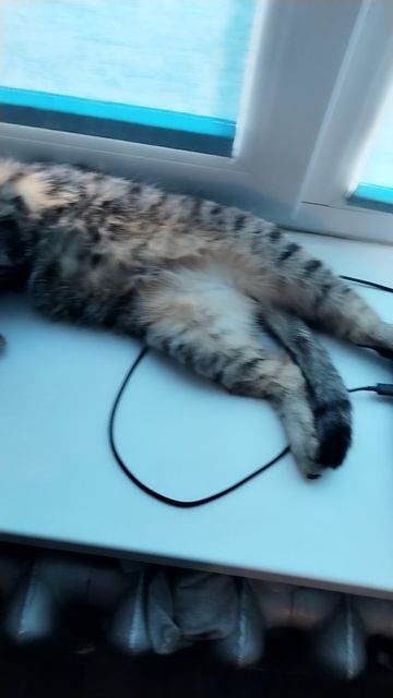 кошки балдеют